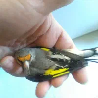 سهره کرمانی نر جوجه قفس معاو