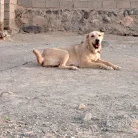 ماده سگ|سگ|مود, |دیوار