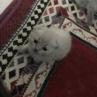 اسکاتیش فولد صورت خرسی