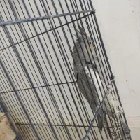 عروس هلندی|پرنده|باخزر, |دیوار