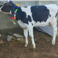 گوساله هلشتاین ماده نژادشیری از گاو تلیسه