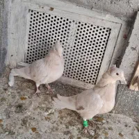 همه ارتیس بلوار جمهوری|پرنده|نیشابور, ناسیونال|دیوار