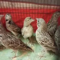 پرنده طوقی دار