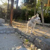 سگ پاکوتاه تربیت شده