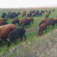 گوسفند شیشک و بره ماده|حیوانات مزرعه|بروجرد, |دیوار