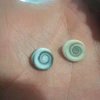 اصلی و کمیاب و زنده