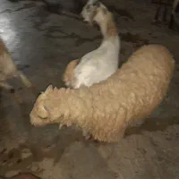 فروش کهره نر و بره