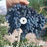 نهال یک ساله انگور شانی (ش ر ا ب ی)|گل و گیاه طبیعی|شیراز, عادل آباد|دیوار