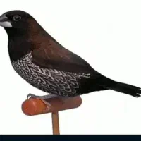 فنچ بنگالی .