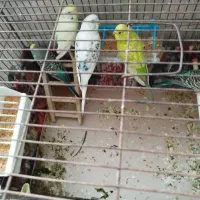 پنج عدد مرغ عشق جوان ومولد با قفس جهت فروش|پرنده|کرج, عظیمیه|دیوار