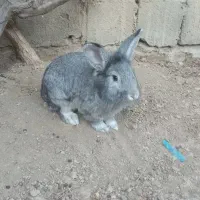 خرگوش نر|موش و خرگوش|میاندوآب, |دیوار