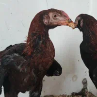 یک عدد خروس لاری|حیوانات مزرعه|کلاچای, |دیوار