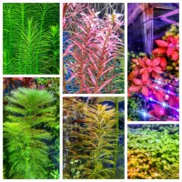 حراج واقعی گیاهان آکواریومی (پلنت)