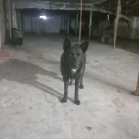 واگذاری سگ ژرمن بلک