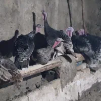 بوقلمون|حیوانات مزرعه|هشتگرد, شهرک دانش|دیوار