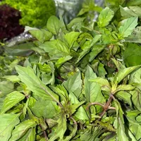 استخدام آقا در غرفه میوه و سبزی و غرفه آجیل|استخدام خدمات فروشگاه و رستوران|تبریز, |دیوار