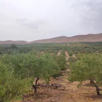 باغ بادام و گردو مثمر