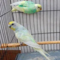 فروش ۵جفت مرغ عشق رینبو اسپانگل