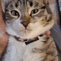 پیشی بغلی، فوق العاده مهربان، ۳ ماهه، نر ،