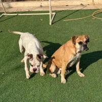 فروش سگ اصیرباکسر|سگ|پاکدشت, پاکدشت (مامازند)|دیوار