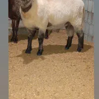 گوسفند دورگ ایلدوفرانس