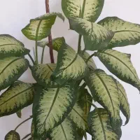 گل گل|گل و گیاه طبیعی|بروجرد, |دیوار