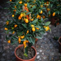 فروش نهال کامکوات لیبل دار و پایه قوی