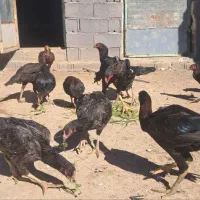 تخم مرغ  اشامو افغان یه تیغ مشکی