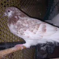 کبوتر|حیوانات|گرگان, |دیوار