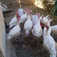 بوقلمون نژاد بیوتی، گوشتی|حیوانات مزرعه|آبدانان, |دیوار