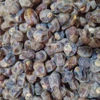 خرما برحی|خوردنی و آشامیدنی|اهواز, کوی سعدی|دیوار