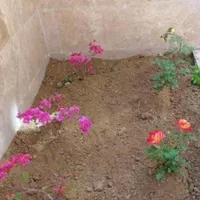 حیوانی کود خاک|لوازم جانبی حیوانات|اهواز, کیانپارس |دیوار