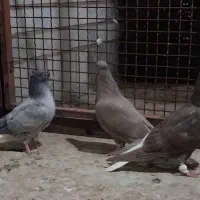 جوجه دمسفیدبایه ماده قهوه ای