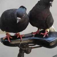 سیاه دم سفید