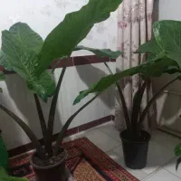 گل بابا آدم|گل و گیاه طبیعی|اردبیل, |دیوار