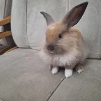 خرگوش|موش و خرگوش|تهران, گلستان (شهرک راه آهن)|دیوار