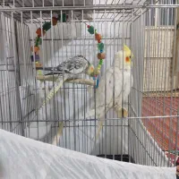 عروس هلندی جفت مولد