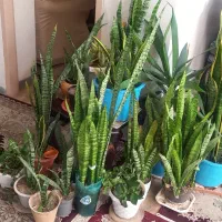 گل خانگی|گل و گیاه طبیعی|معصومیه, |دیوار