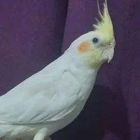 عروس هلندی نر دستی