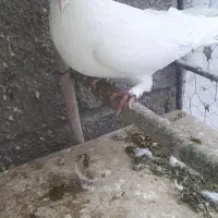 کبوتر پرشی تهرانی