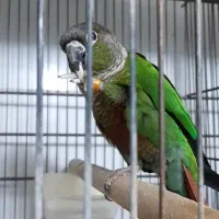 گرینچیک نرمال بالغ نیم رام معاوضه باتخم طوطی/قناری|پرنده|فردیس, منظریه|دیوار