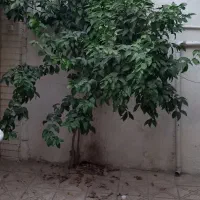 خانه-47-درحال-قابل-تجمیع-17شهریور-جنوبی