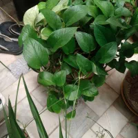 چندعددگل فروشی