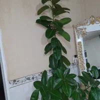 گل  خانگی فیلی