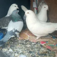 چهارتا کبوتر درشت و پرشی