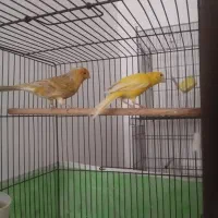 جفت قناری آماده