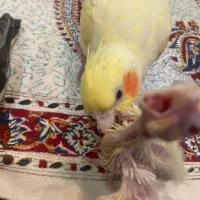 تعدادی جوجه عروس هلندی (گیرینچیک-ملنگو-راهب