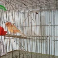 پرنده|پرنده|رشت, علی آباد|دیوار