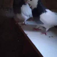 کبوتررنگی‌طوقی‌مهر|پرنده|قرچک, مهدیه|دیوار