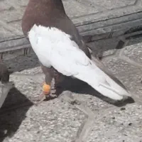 نرماده دمسفید کت سفد عطیقه